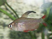 <i>Hyphessobrycon rosaceus</i>