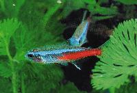 Neontetra