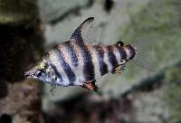 <i>Abramites hypselonotus</i>