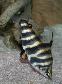 <i>Abramites hypselonotus</i>