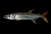 <i>Acestrorhynchus microlepis</i>