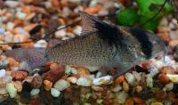 <i>Corydoras bicolor</i>