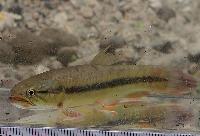 <i>Hoplerythrinus unitaeniatus</i>