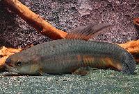 <i>Erythrinus erythrinus</i> 