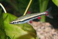 <i>Nannostomus trifasciatus</i>