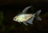 Diamanttetra, briljanttetra