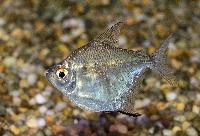 Falsk silverdollar