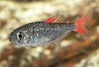 Eilyos tetra