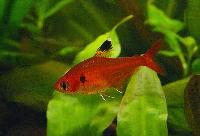 Schultz´s tetra