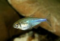 Blå/Bork´s tetra, blå Peru tetra