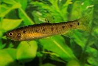 Lebiasina tetra
