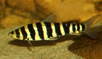 <i>Leporinus affinis</i>