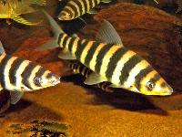 <i>Leporinus fasciatus</i>