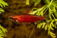 <i>Nannostomus</i> sp. 'super red'