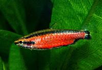 <i>Nannostomus sp. 'superred Cenepa'