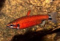 <i>Nannostomus sp. 'superred Amaya'