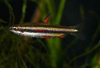 <i>Nannostomus marginatus</i>