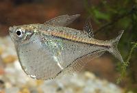 Silver bilbukfisk 
