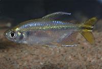 Gul kongotetra, gulfenad tetra