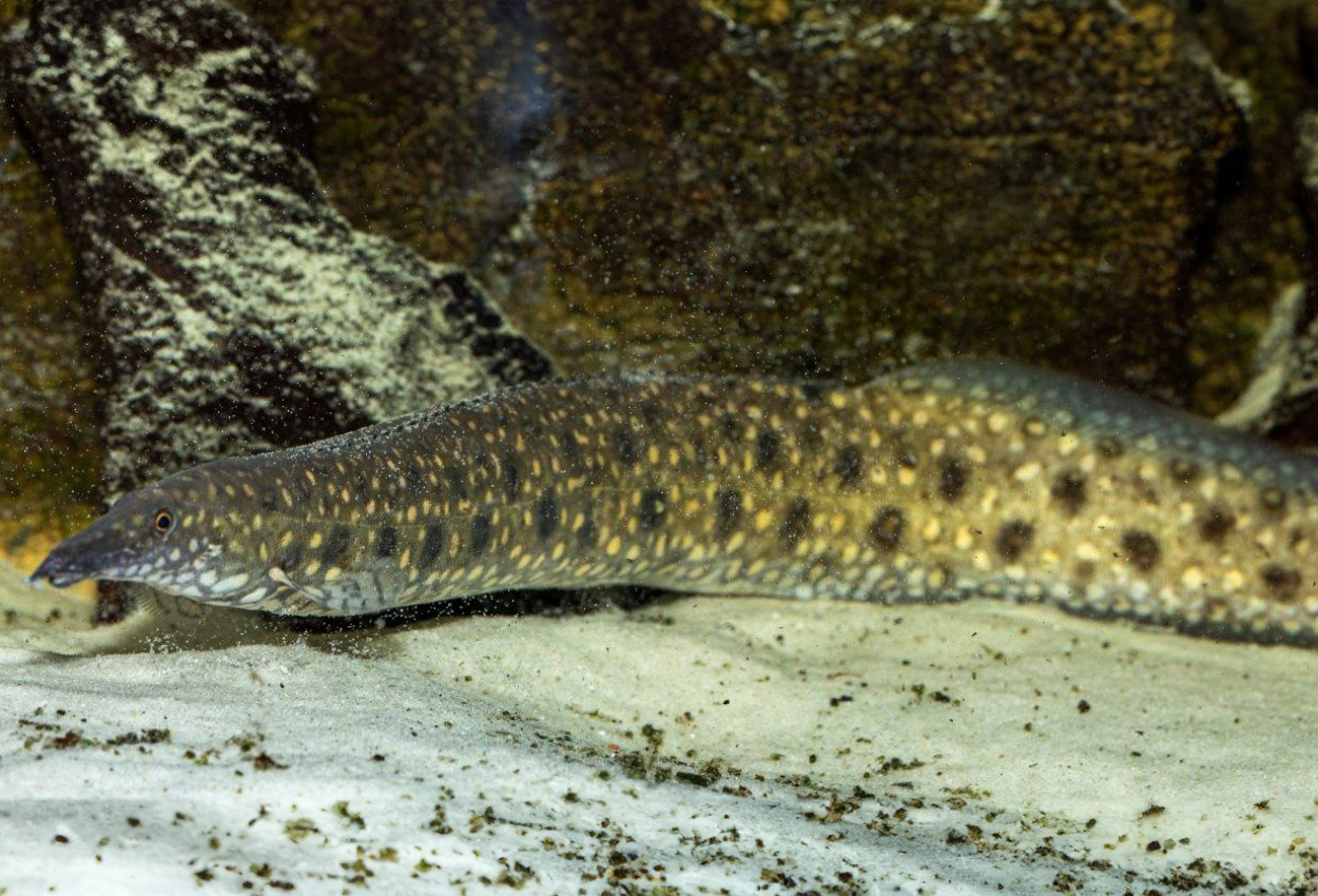 Foto på fisken Mastacembelus alboguttatus