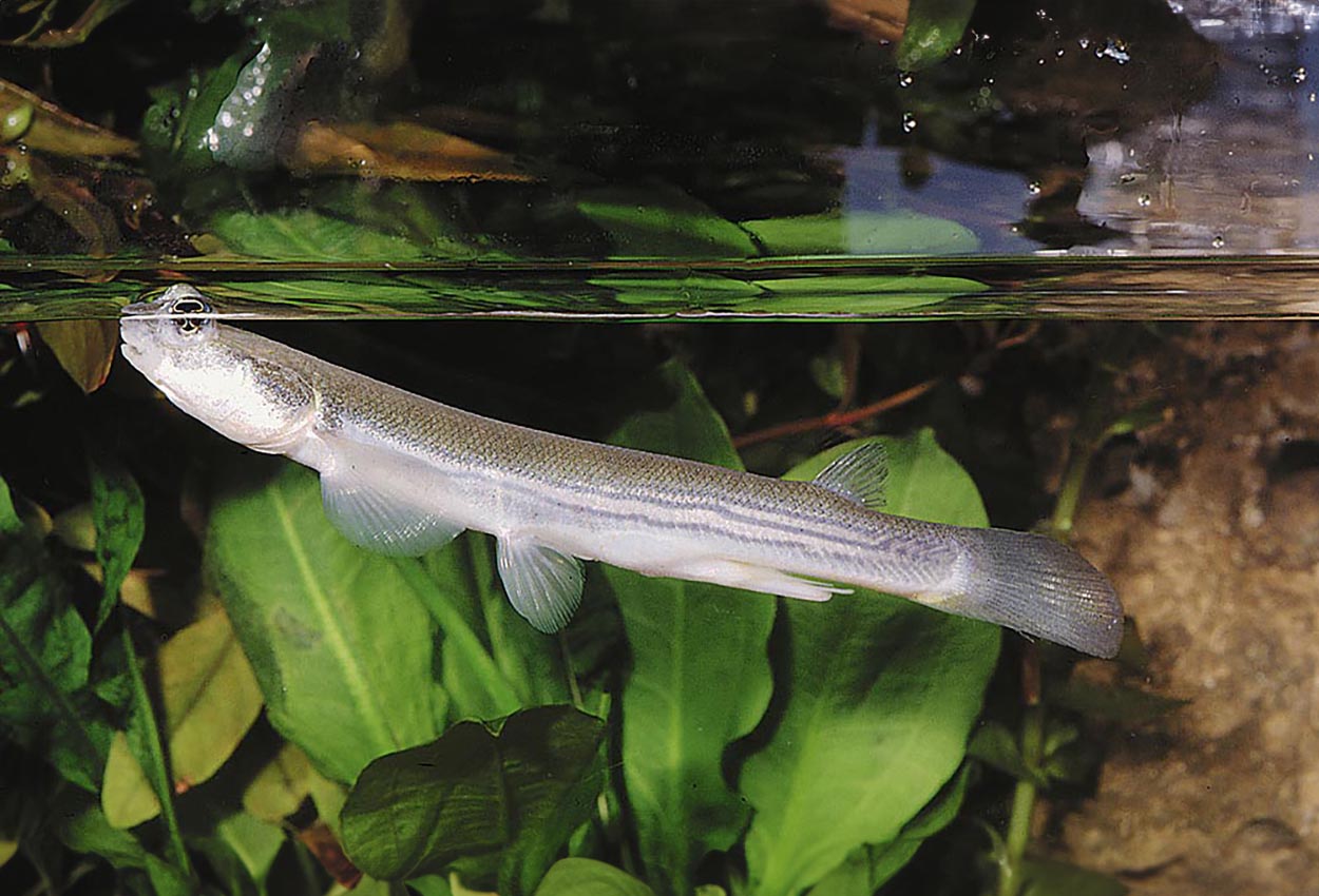 Foto på fisken Anableps anableps