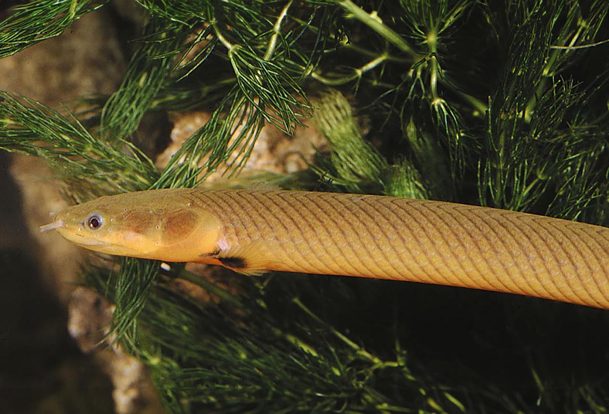 Foto på fisken Erpetoichthys calabaricus