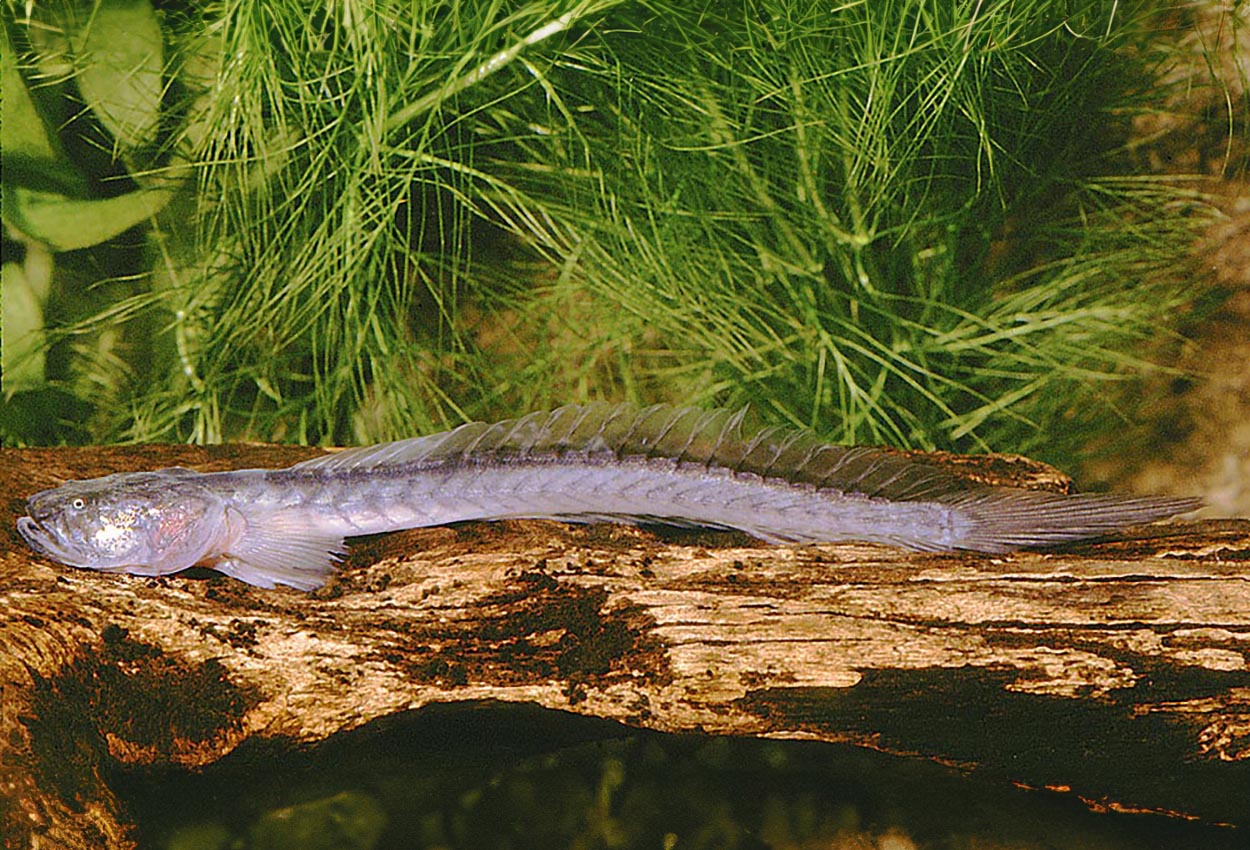 Violett goby, drakfisk