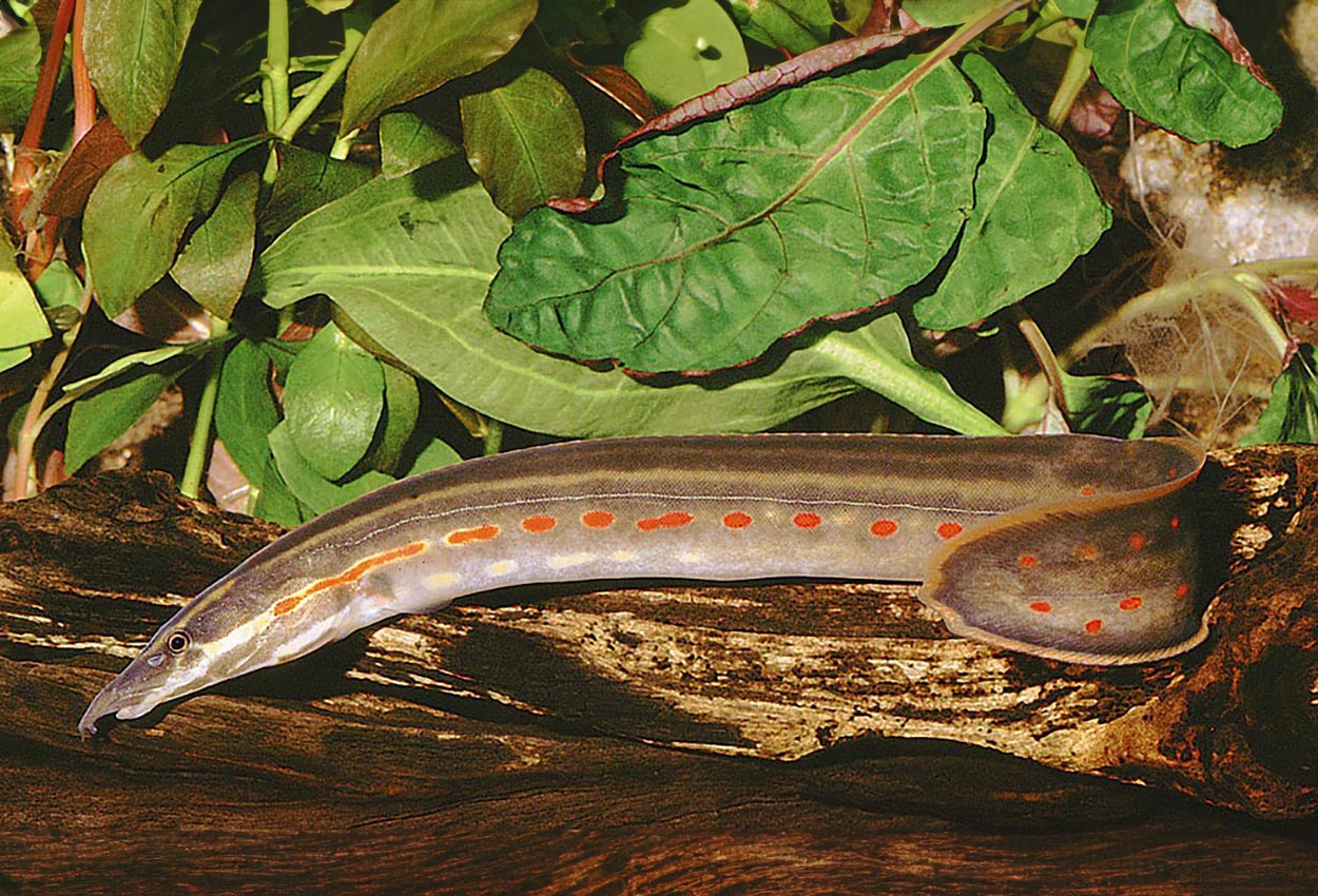 Foto på fisken Mastacembelus erythrotaenia