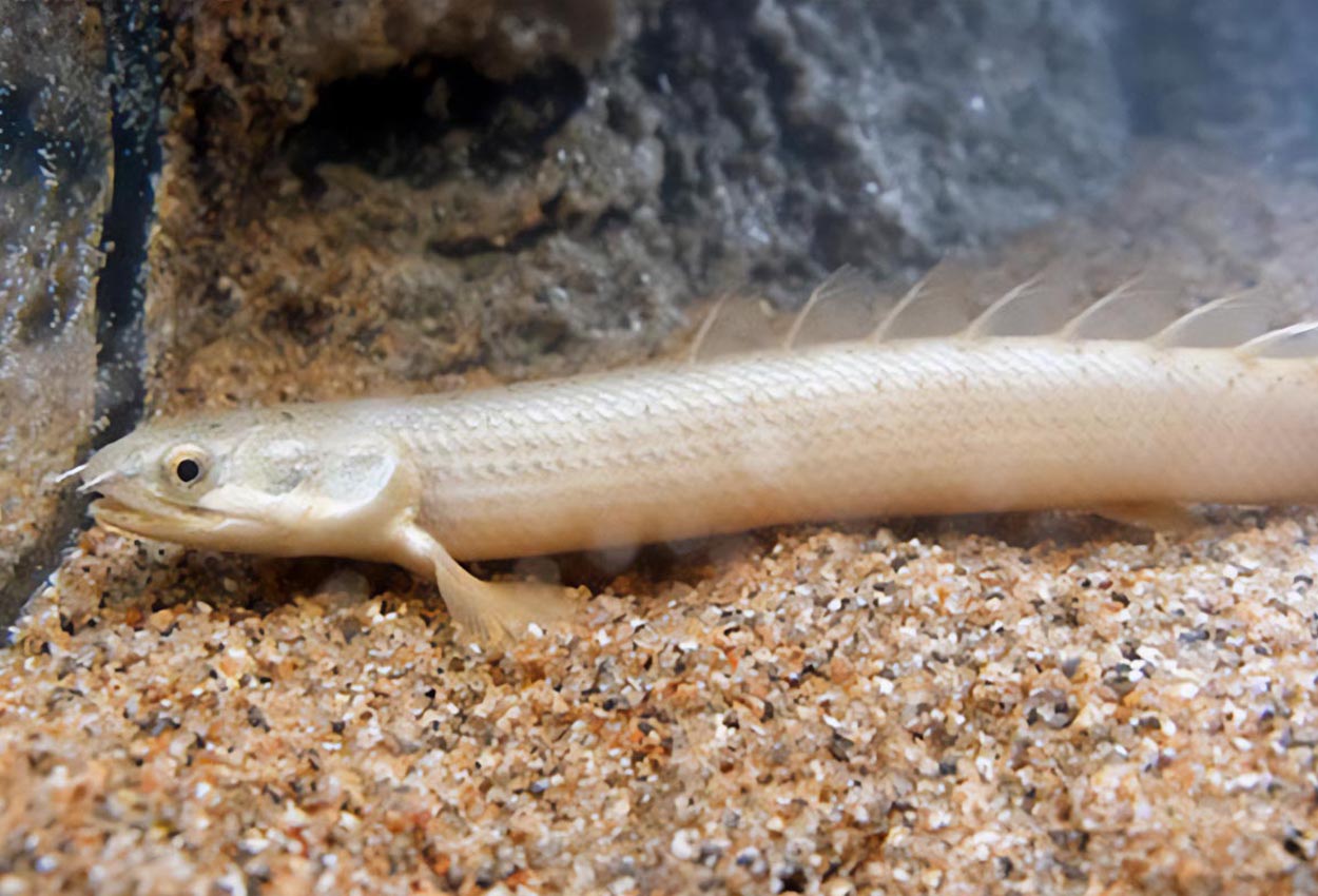 Foto på fisken Polypterus senegalus