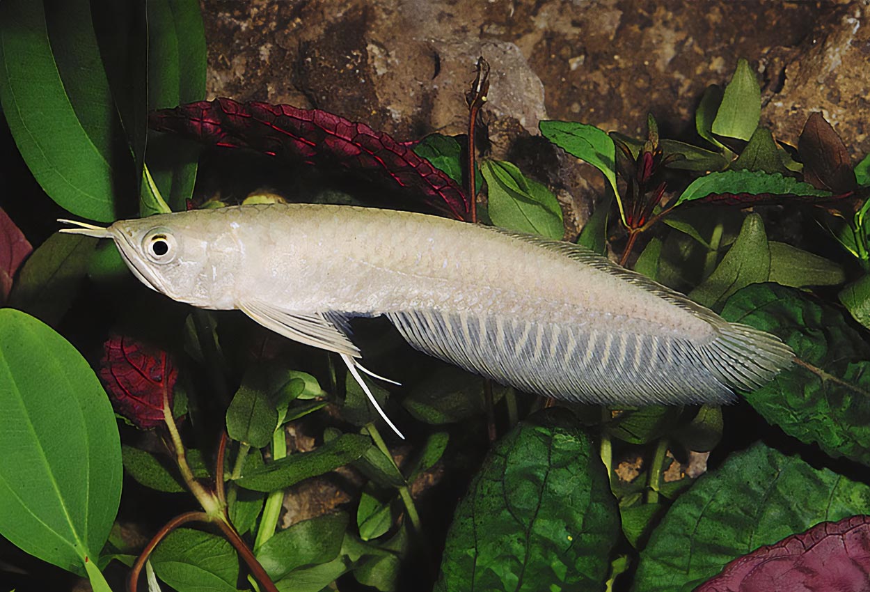 Silver arowana