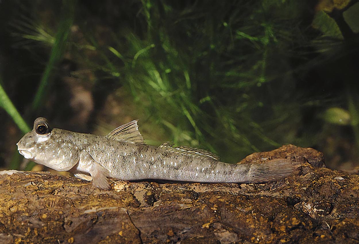 Foto på fisken Periophthalmus barbarus