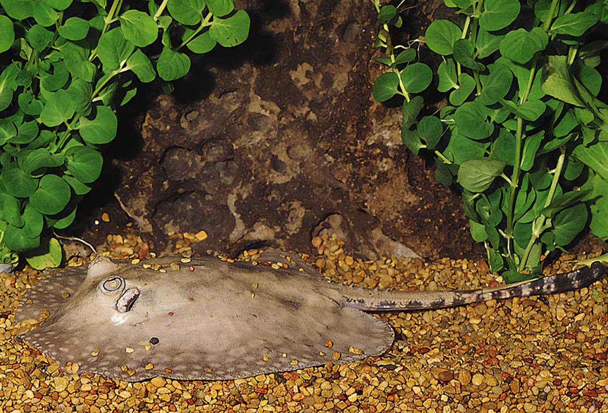 Foto på fisken Potamotrygon hystrix