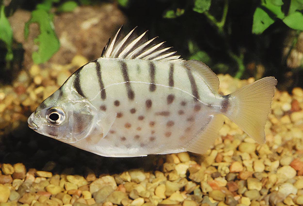 Foto på fisken Selenotoca multifasciata