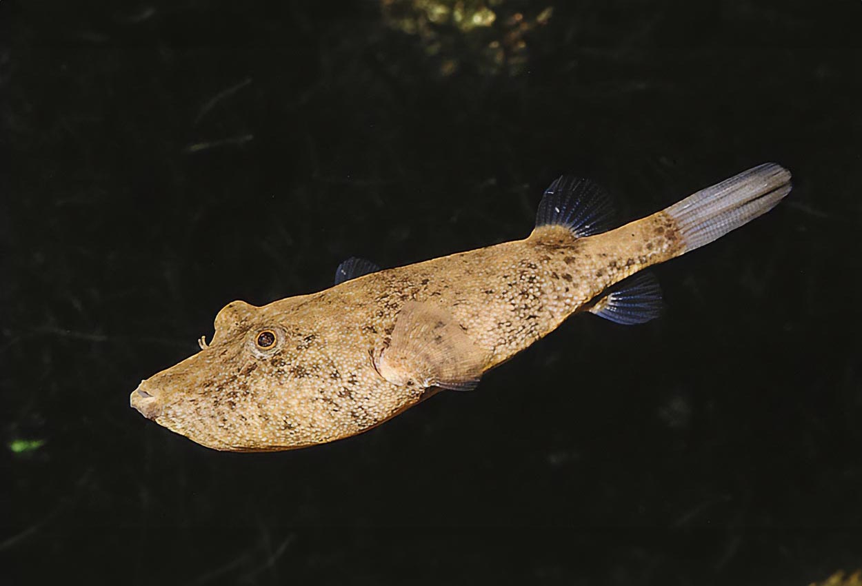 Kongokulfisk