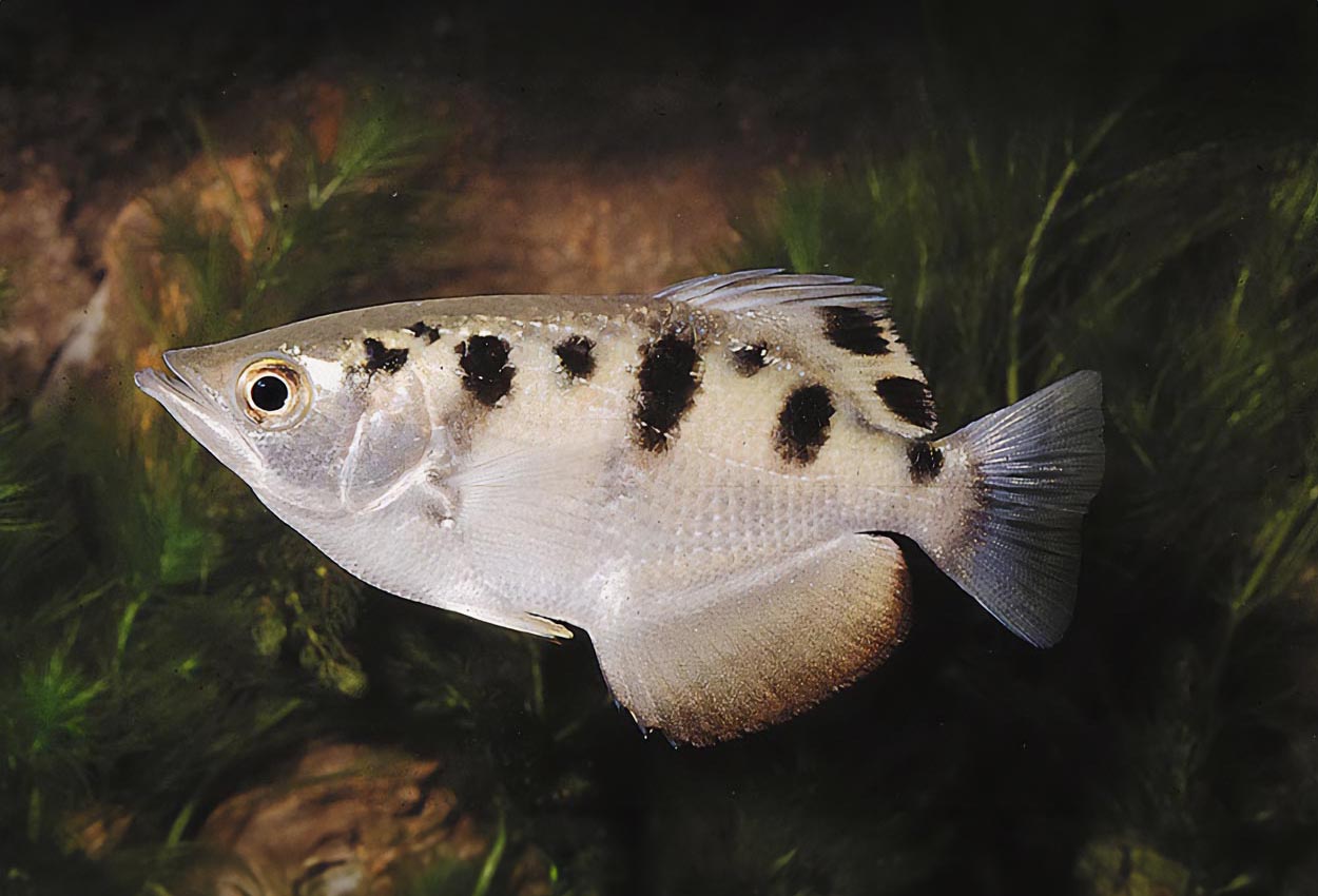 Foto på fisken Toxotes jaculatrix