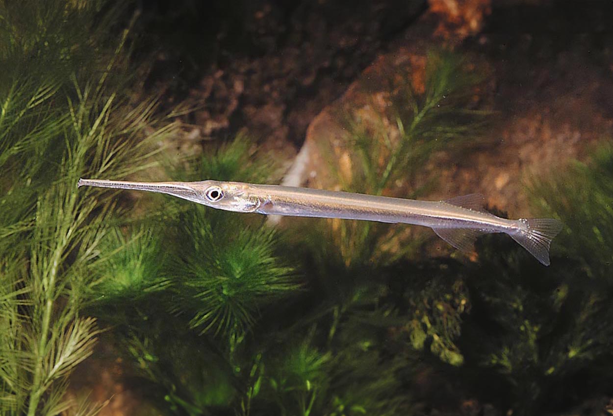 Sötvattens-näbbgädda, silvernålfisk