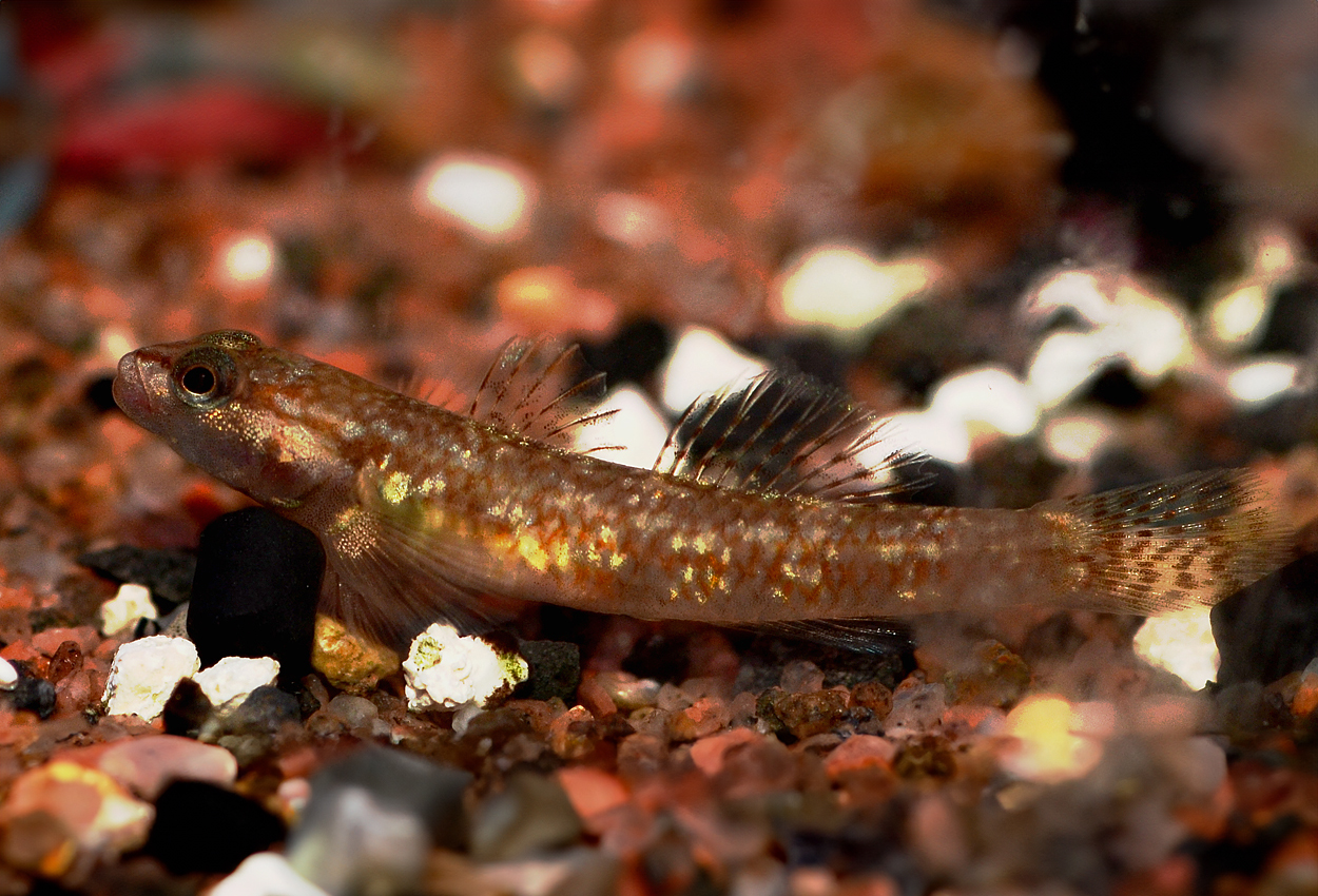 Vitkindad goby