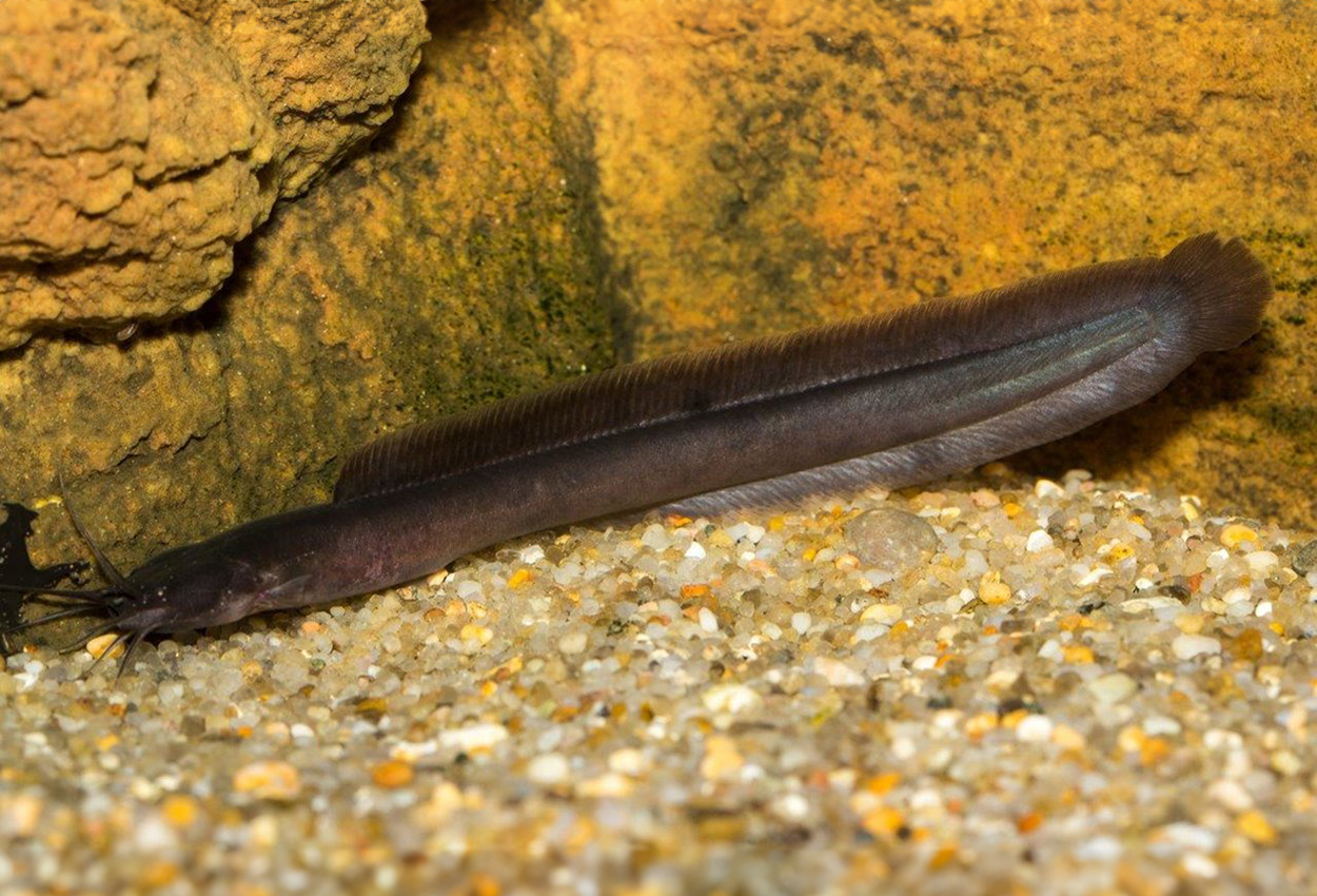 Foto på fisken Channallabes apus