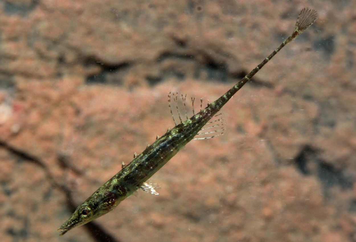 Foto på fisken Indostomus paradoxus