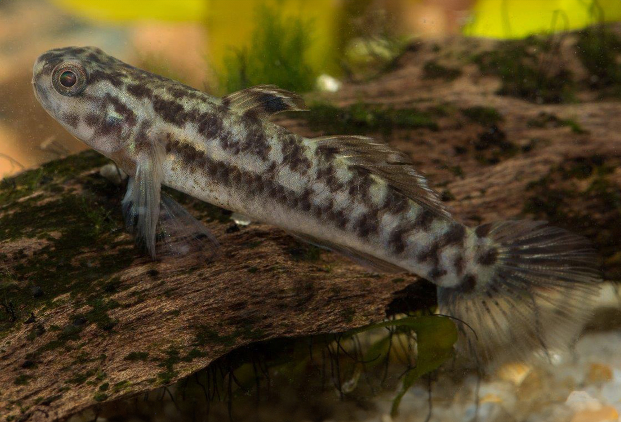 Lejonhuvuds/puckelhuvad smörbult/goby