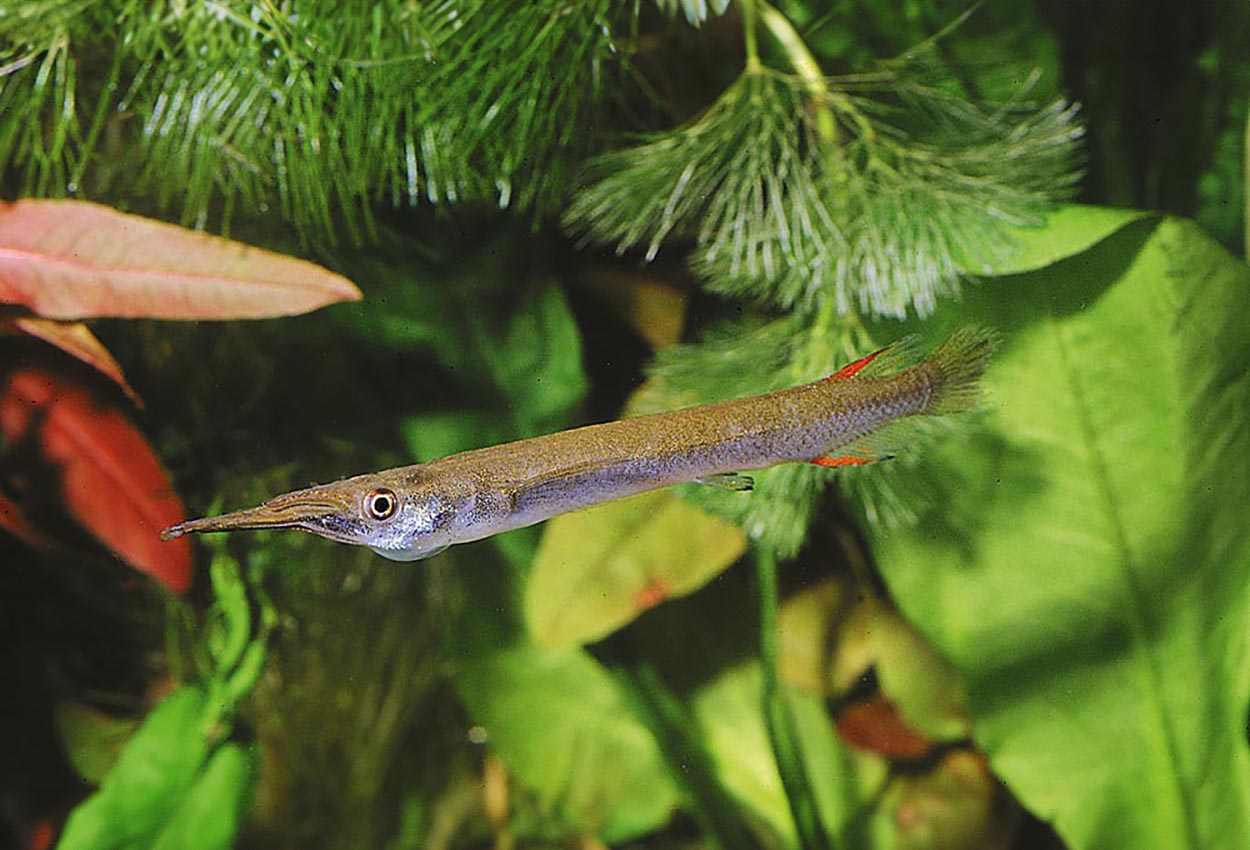 Foto på fisken Dermogenys pusilla