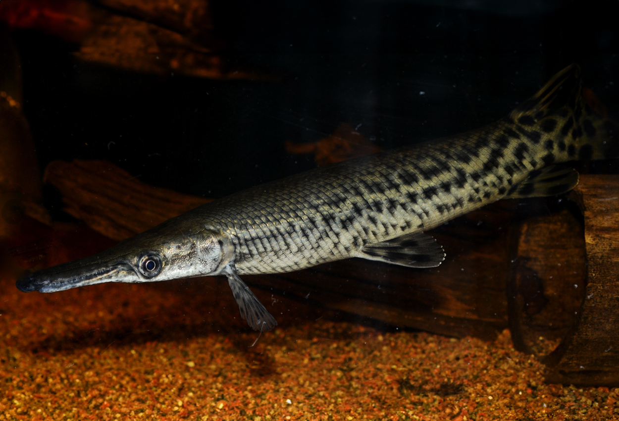 Alligator gar, alligatorbengädda