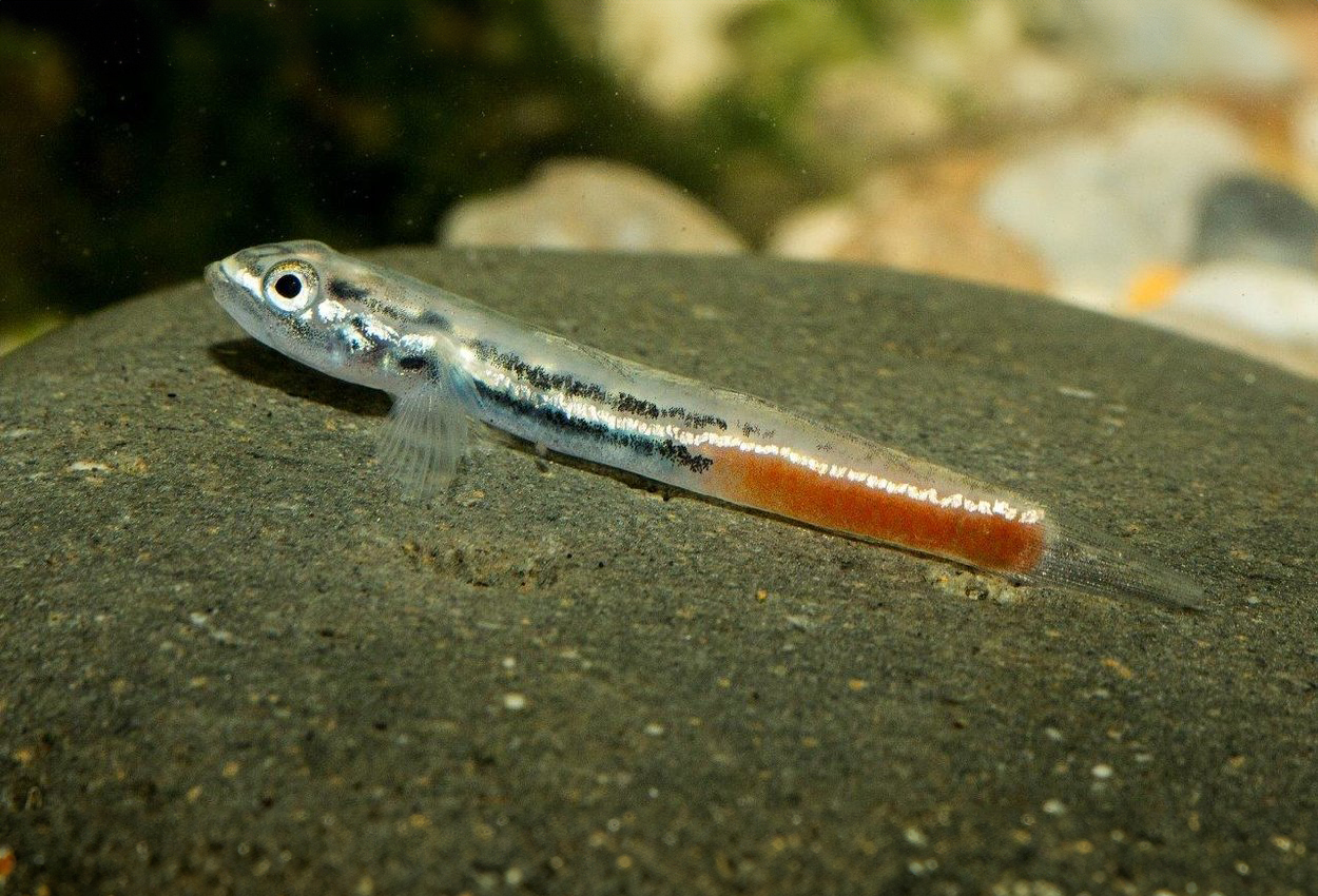 Red back goby