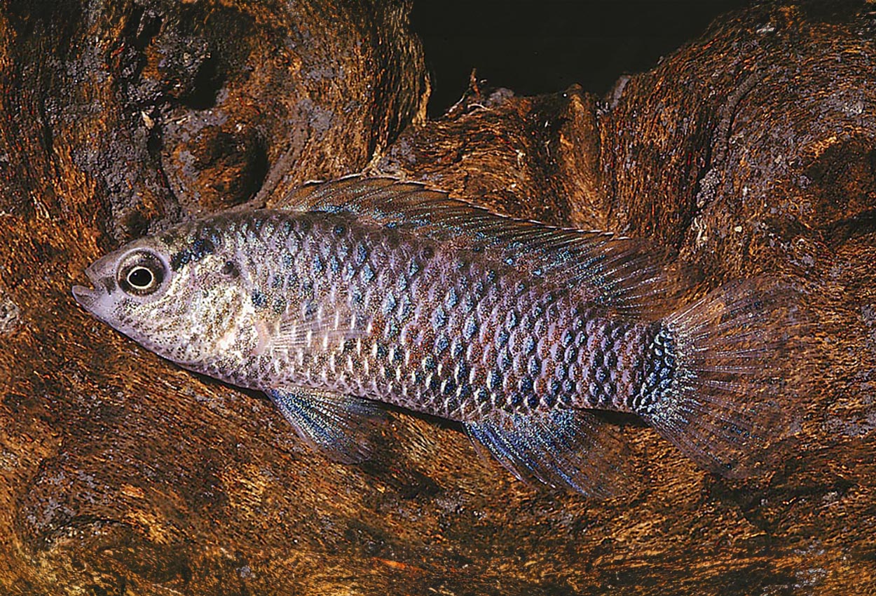 Foto på fisken Badis badis