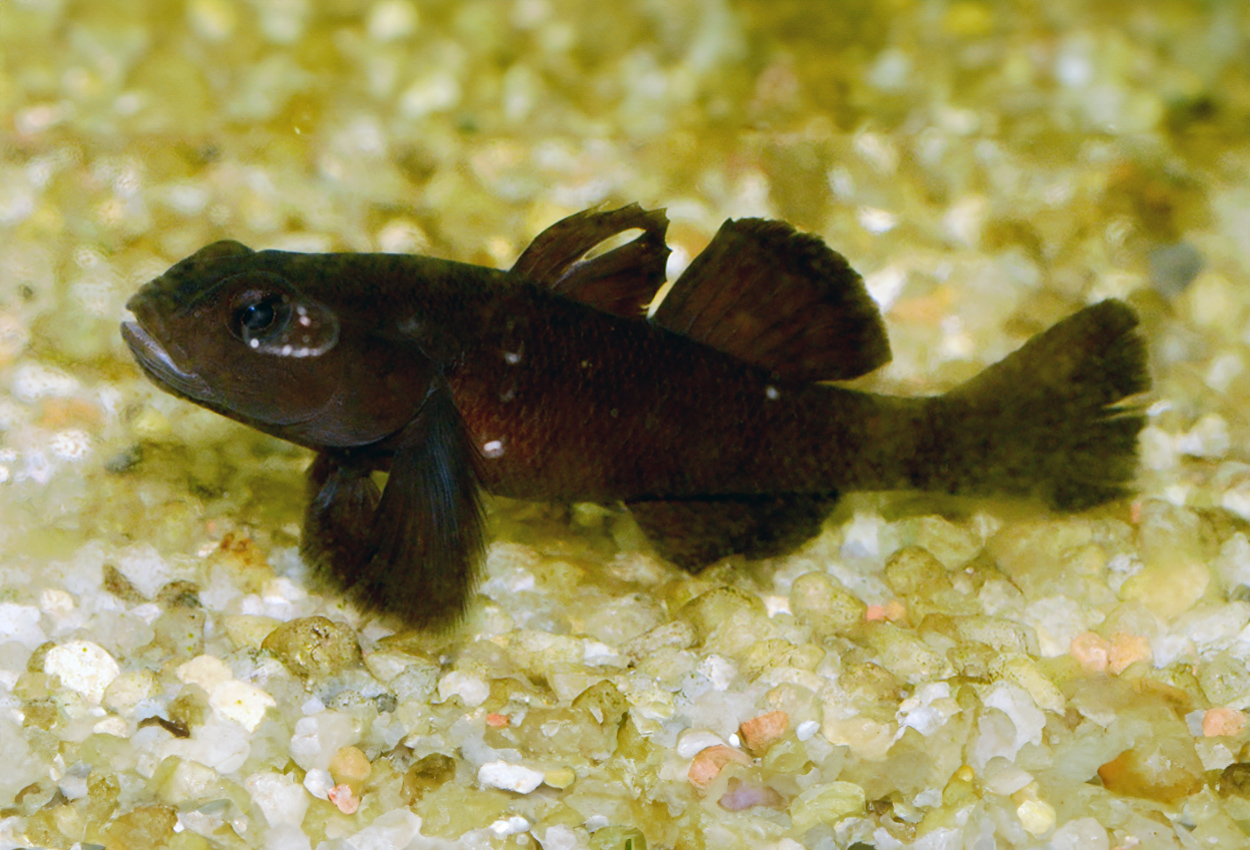 Sarasins goby, svart Torajagoby