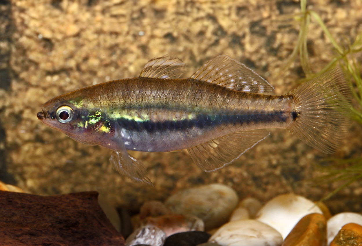 Indonesisk/kardinal gudgeon/goby