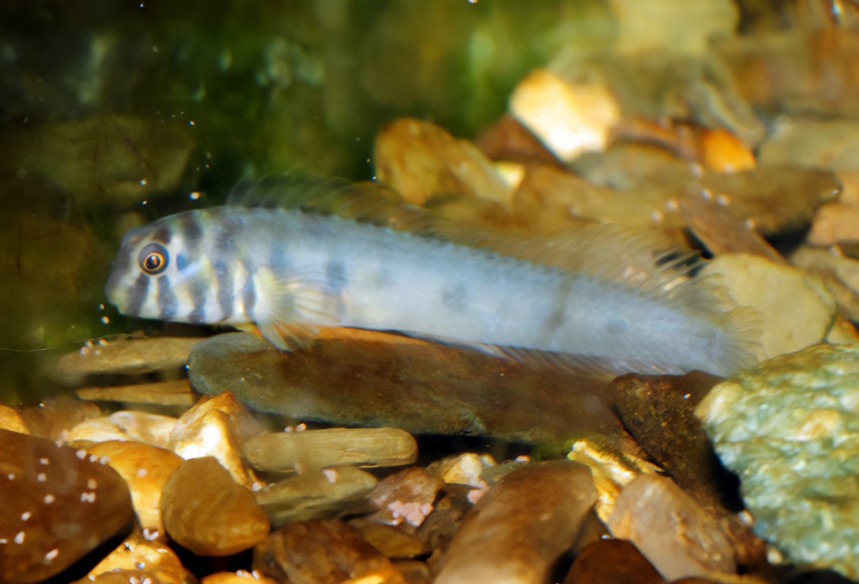 Zebraslemfisk, zebrablenniid