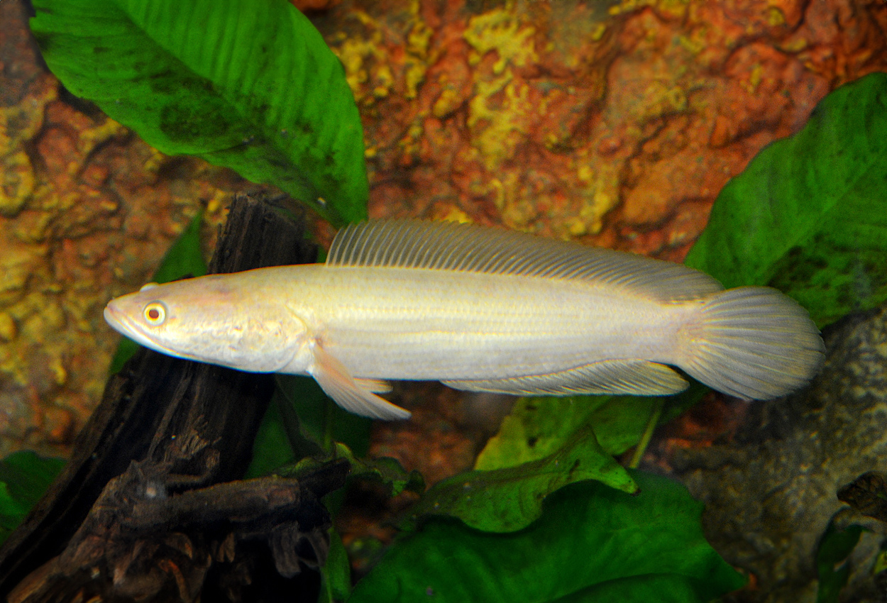 Randig/albino ormhuvudsfisk