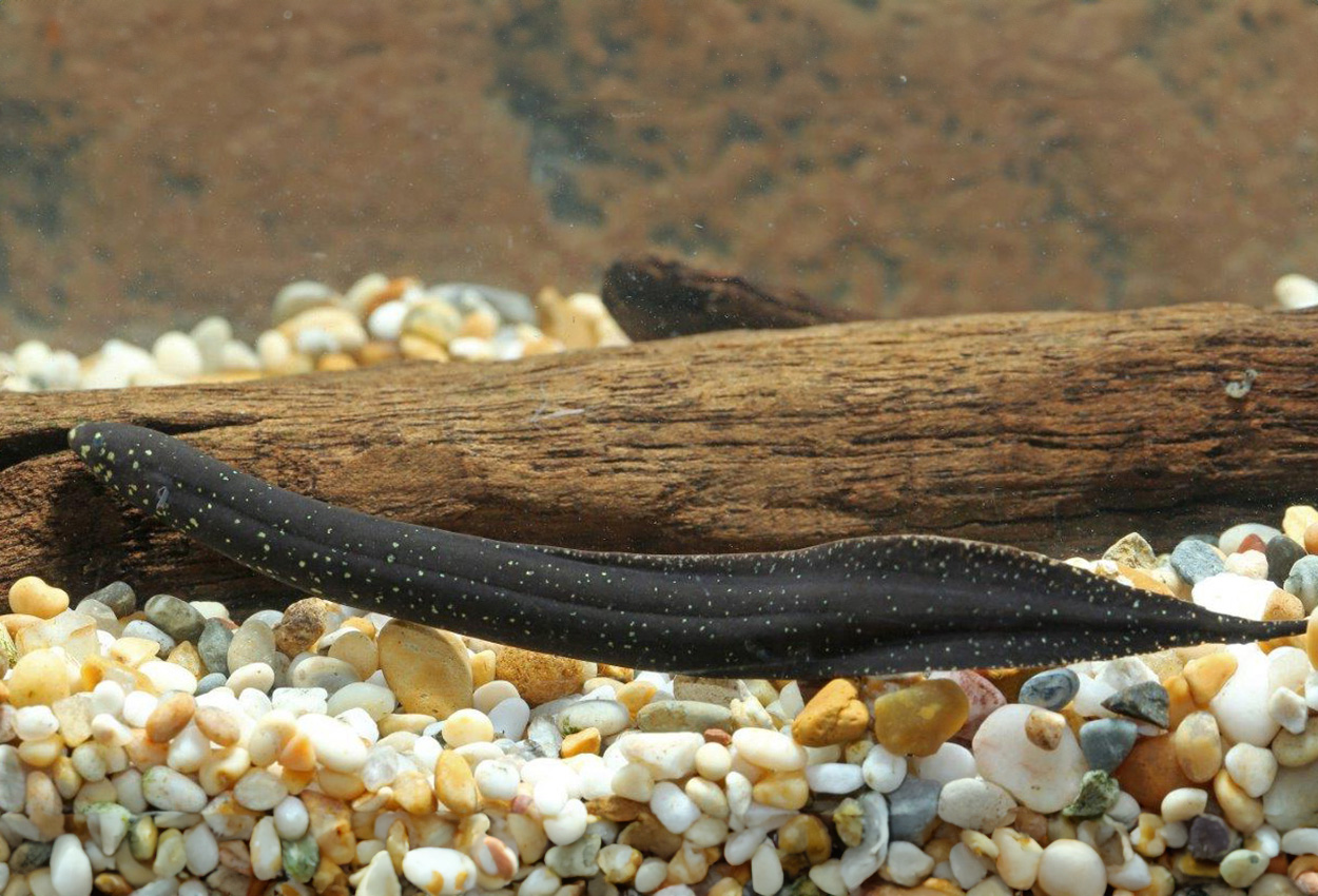 Foto på fisken Lepidosiren  paradoxa