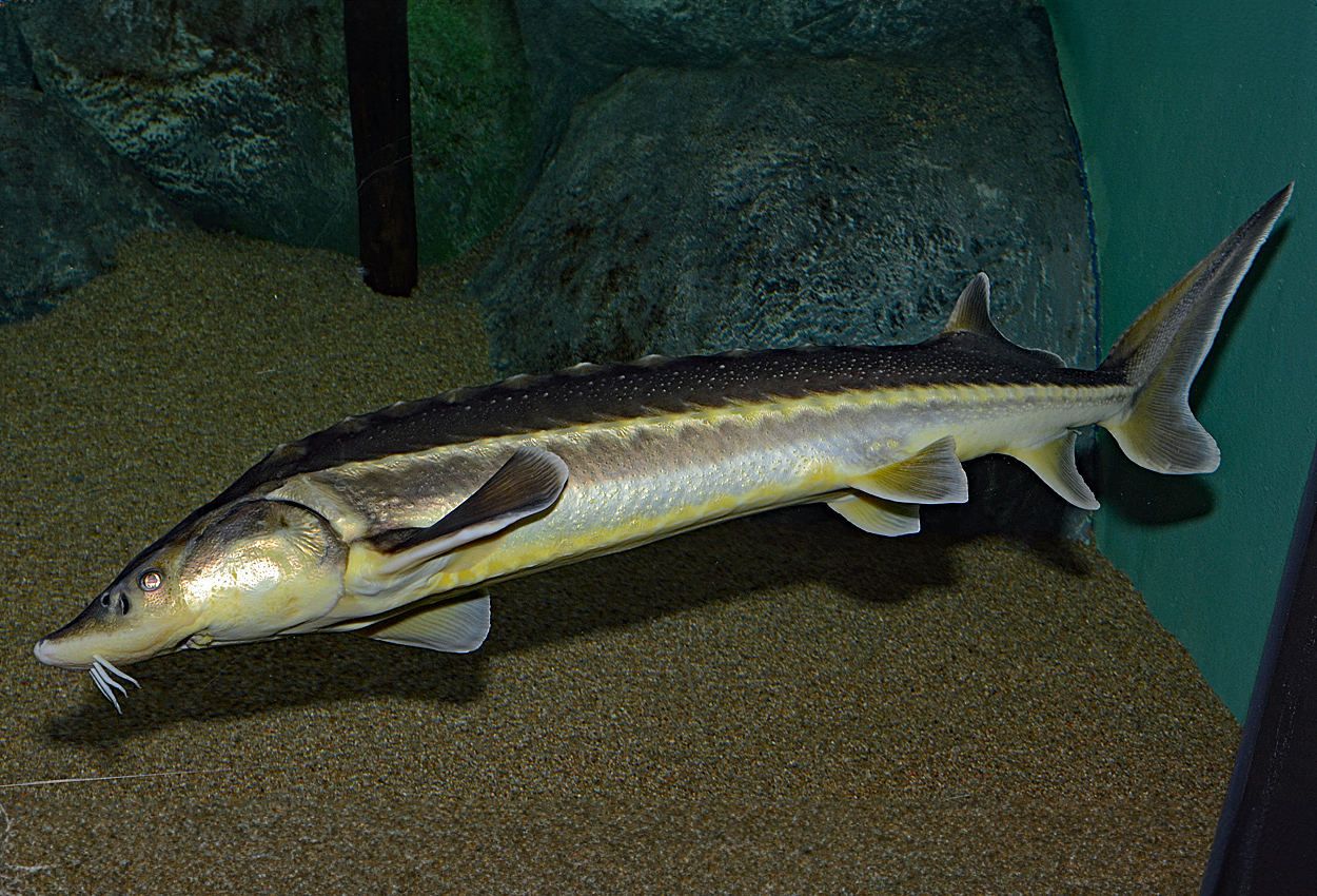 Foto på fisken Acipenser sturio